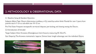 2. METHODOLOGY & OBSERVATIONAL DATA
2.1 Baseline Setup & Resident Dynamics
Subjects:Albino Tiger Oscars (Astronotus ocellatus, n=2), raised by author Ankit Mondal for over 3 years from
juvenile size 6–7 cm to sub-adult size 10–12 cm
Pre-Trial State: Frequent intraspecific territorial disputes, jaw-locking, and chasing among the Oscars.
2.2 Introduction of Intruder
Target Subject: Silver Arowana (Osteoglossum bicirrhosum), measuring 30–35cmTL.
Size Disparity:The Arowana maintained a approx 3times linear length advantage over the individual Oscars.
 