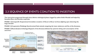 2.3 SEQUENCE OF EVENTS: COALITION TO INGESTION
The interaction progressed through three distinct ethological phases logged by author Ankit Mondal and helped by
Swastika Dhar and Monisha majumdar
PHASE 1 (Intraspecific Suspension):Immediate cessation of Oscar-vs-Oscar territory fighting upon detecting the
large intruder.
PHASE 2 (Cooperative Mobbing):Synchronized flank attacks targeting the lower abdomen and fins of the Arowana.
PHASE 3 (Neutralization & Eating):Dispatch of the Arowana followed by systemic biting and consumption of the
specimen.
 