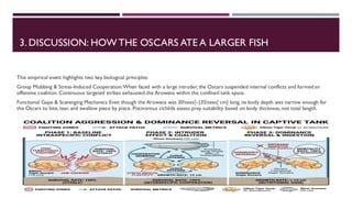 3. DISCUSSION: HOWTHE OSCARS ATE A LARGER FISH
This empirical event highlights two key biological principles:
Group Mobbing & Stress-Induced Cooperation:When faced with a large intruder, the Oscars suspended internal conflicts and formed an
offensive coalition. Continuous targeted strikes exhausted the Arowana within the confined tank space.
Functional Gape & Scavenging Mechanics:Even though the Arowana was 30text{–}35text{ cm} long, its body depth was narrow enough for
the Oscars to bite, tear, and swallow piece by piece. Piscivorous cichlids assess prey suitability based on body thickness, not total length.
 