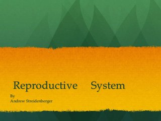 Reproductive           System
By
Andrew Streidenberger
 
