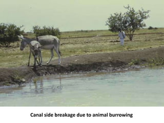Canal side breakage due to animal burrowing
 