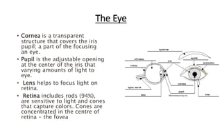 The Eye
• Cornea is a transparent
structure that covers the iris
pupil; a part of the focusing
an eye.
• Pupil is the adjustable opening
at the center of the iris that
varying amounts of light to
eye.
• Lens helps to focus light on
retina.
• Retina includes rods (94%),
are sensitive to light and cones
that capture colors. Cones are
concentrated in the centre of
retina - the fovea
 