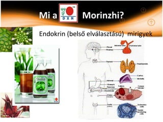 Mi a          Morinzhi?
Endokrin (belső elválasztású) mirigyek
 