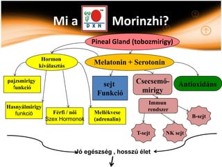 Mi a                 Morinzhi?
                                 Pineal Gland (tobozmirigy)

               Hormon
              kiválasztás
                                  Melatonin + Serotonin

pajzsmirigy
                                    sejt        Csecsemő-       Antioxidáns
  funkció
                                   Funkció       mirigy
                                                     Immun
Hasnyálmirigy                                        rendszer
   funkció        Férfi / női     Mellékvese
                                                                      B-sejt
                Szex Hormonok     (adrenalin)

                                                T-sejt      NK sejt


                            Jó egészség , hosszú élet
 