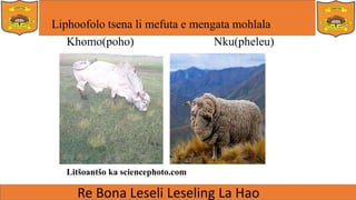 Liphoofolo tsena li mefuta e mengata mohlala
Khomo(poho) Nku(pheleu)
Litšoantšo ka sciencephoto.com
 