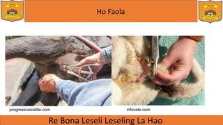 Ho Faola
progressivecattle.com infovets.com
 