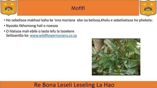 MERIANA EA SESOTHO | PPTX | Africa Travel | Travel Locations