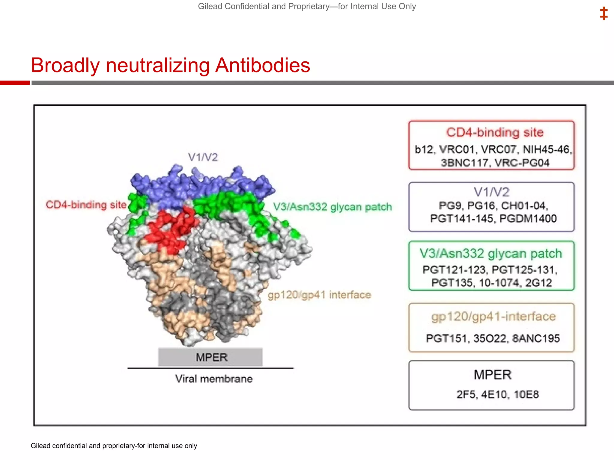 Gilead Confidential and Proprietary—for Internal Use Only
‡
Broadly neutralizing Antibodies
Gilead confidential and proprietary-for internal use only
 
