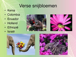 Verse snijbloemen
• Kenia
• Colombia
• Ecuador
• Holland
• Ethiopië
• Israël
 