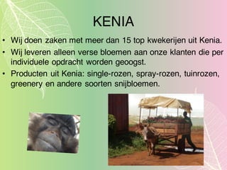 KENIA
• Wij doen zaken met meer dan 15 top kwekerijen uit Kenia.
• Wij leveren alleen verse bloemen aan onze klanten die per
individuele opdracht worden geoogst.
• Producten uit Kenia: single-rozen, spray-rozen, tuinrozen,
greenery en andere soorten snijbloemen.
 