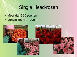 Single Head-rozen
• Meer dan 300 soorten
• Lengte 30cm – 100cm
 