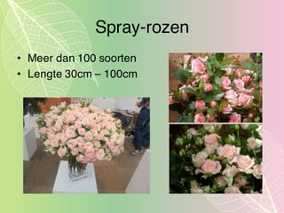 Spray-rozen
• Meer dan 100 soorten
• Lengte 30cm – 100cm
 