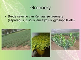 Greenery
• Brede selectie van Keniaanse greenery
(asparagus, ruscus, eucalyptus, gypsophila etc).
 