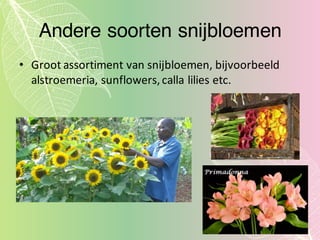 Andere soorten snijbloemen
• Groot  assortiment  van  snijbloemen,  bijvoorbeeld  
alstroemeria,  sunflowers,  calla lilies etc.
 