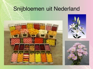 Snijbloemen uit Nederland
 