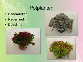 Potplanten
• Denemarken
• Nederland
• Duitsland
 