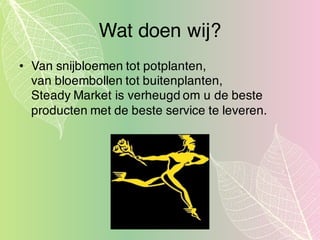 Wat doen wij?
• Van snijbloemen tot potplanten,
van bloembollen tot buitenplanten,
Steady Market is verheugd om u de beste
producten met de beste service te leveren.
 