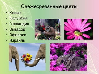 Свежесрезанные цветы
• Кения
• Колумбия
• Голландия
• Эквадор
• Эфиопия
• Израиль
 