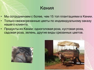 Кения
• Мы сотрудничаем с более, чем 15 топ плантациями в Кении.
• Только свежесрезанные цветы по индивидуальному заказу
нашего клиента.
• Продукты из Кении: одноголовая роза, кустовая роза,
садовая роза, зелень, другие виды срезанных цветов.
 