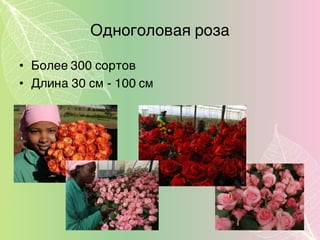 Одноголовая роза
• Более 300 сортов
• Длина 30 см - 100 см
 