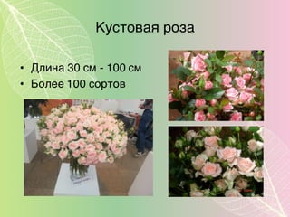 Кустовая роза
• Длина 30 см - 100 см
• Более 100 сортов
 