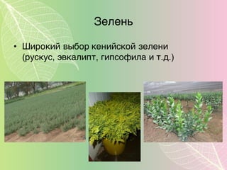 Зелень
• Широкий выбор кенийской зелени
(рускус, эвкалипт, гипсофила и т.д.)
 