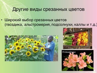 Другие виды срезанных цветов
• Широкий выбор срезанных цветов
(гвоздикa, альстромерия, подсолнухи, каллы и т.д.)
 