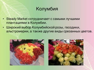 Колумбия
• Steady Market сотрудничает с самыми лучшими
плантациями в Колумбии.
• Широкий выбор Колумбийской розы, гвоздики,
альстромерии, а также другие виды срезанных цветов.
 