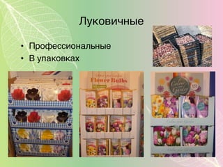 Луковичные
• Профессиональные
• В упаковках
 
