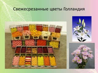 Свежесрезанные  цветы Голландия
 