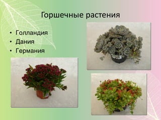 Горшечные  растения
• Голландия
• Дания
• Германия
 