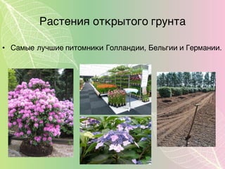 Растения открытого грунта
• Самые лучшие питомники Голландии, Бельгии и Германии.
 