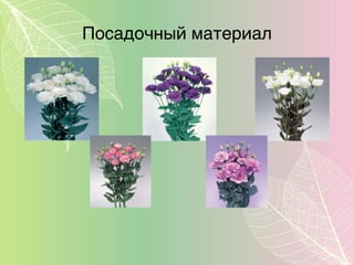 Посадочный материал
 