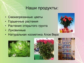 Наши продукты:
• Свежесрезанные цветы
• Горшечные растения
• Растения открытого грунта
• Луковичные
• Натуральная косметика Алое Вера
 