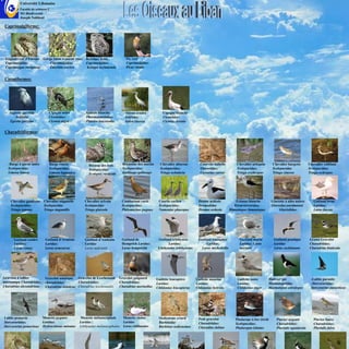 Université Libanaise
          Faculté de sciences-2
          M1-Biodiversité
          Joseph Nakhoul

 Caprimulgiforme:




 Engoulevent d'Europe Gorge bleue à miroir roux       Kétoupa brun,              Pic vert
 Caprimulgidae;           Caprimulgidae;              Caprimulgidae;             Caprimulgidae;
 Caprimulgus europaeus    Luscinia svecica            Ketupa zeylonensis         Picus viridis


 Ciconiformes:




   Aigrette garzette          Cigogne noire           Spatule blanche           -Héron cendré             Cigogne blanche
      Ardéidae                Ciconiidae;             Threskiornithidae;        Ardéidae;                 Ciconiidae;
   Egretta garzetta           Ciconia nigra           Platalea leucorodia       Ardea cinerea             Ciconia ciconia


 Charadriiformes:




   -Barge à queue noire       Barge rousse              Bécasse des bois       Bécassine des marais     Chevalier aboyeur          Courvite isabelle       Chevalier arlequin        Chevalier bargette       Chevalier culblanc
   Scolopacidae;              Scolopacidae;             Scolopacidae;          Scolopacidae;            Scolopacidae;              Glareolidae;            Scolopacidae;             Scolopacidae             Scolopacidae;
   Limosa limosa              Limosa lapponica          Scolopax rusticola     Gallinago gallinago      Tringa nebularia           Cursorius cursor        Tringa erythropus         Tringa cinerea           Tringa ochropus




    Chevalier gambette     Chevalier stagnatile      Chevalier sylvain         Combattant varié        Courlis corlieu            Drome ardéole            Échasse blanche          Glaréole à ailes noires      Goéland brun
    Scolopacidae;          Scolopacidae              Scolopacidae              Scolopacidae;           Scolopacidae;              Dromadidae              Récurvirostridae;         Glareolae;nordmanni          Laridae;
    Tringa totanus         Tringa stagnatilis        Tringa glareola           Philomachus pugnax      Numenius phaeopus          Dromas ardeola       Himantopus himantopus             Glaréolidae.            Larus fuscus




      Goéland cendré       Goéland d'Arménie         Goéland d'Audouin         Goéland de               Goéland ichthyaète        Goéland leucophée          Goéland marin            Goéland pontique        Grand Gravelot
      Laridae;             Laridae;                  Laridae                   Hemprich Laridae;              Laridae;                Laridae;               Laridae; Larus           Laridae                 Charadriidae;
      Larus canus          Larus armenicus           Larus audouinii           Larus hemprichii        Ichthyaetus ichthyaetus     Larus michahellis         marinus                  Larus cachinnans        Charadrius hiaticula




Gravelot à collier       Gravelot asiatique   Gravelot de Leschenault        Gravelot guignard        Guifette leucoptère        Guifette moustac          Guifette noire          Huitrier pie                -Labbe parasite
interrompu Charadriidae; charadriidae;        Charadriidae;                  Charadriidae;            Laridae;                   Laridae;                  Laridae;                Haematopotidae              -Stercorariidae;
Charadrius alexandrinus  Charadrius asiaticus Charadrius leschenaultii       Charadrius morinellus    Chlidonias leucopterus     Chlidonias hybrida        Chlidonias niger        Haematopus ostralegus       Stercorarius parasiticus




Labbe pomarin             Mouette pygmée           Mouette mélanocéphale       Mouette rieuse          Oedicnème criard           Petit gravelot          Phalarope à bec étroit       Pluvier argenté           Pluvier fauve
Stercorariidae;           Laridae;                Laridae ;                    Laridae                 Burhinidae                 Charadriidae;           Scolopacidae;                Charadriidae;             Charadriidae;
Stercorarius pomarinus    Hydrocoloeus minutus    Ichthyaetus melanocephalus   Larus ridibundus        Burhinus oedicnemus        Charadius dubius        Phalaropus lobatus           Pluvialis squatarola      Pluvialis fulva
 