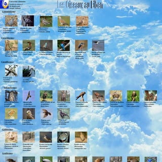 Université Libanaise
          Faculté de sciences-2
          M1-Biodiversité
          Joseph Nakhoul

Columbiforme:




                                                     Pigeon ramier             Tourterelle des bois     Tourterelle maillée
  Pigeon colombin          Pigeon des villes                                   Columbidae;              Columbidae;
  Columbidae               Columbidae                Columbidae;
                                                     Columba palom             Streptopelia turtur      Stigmatopelia
  Columba oenas            Columbia livia                                                               senegalensis


Coraciiformes :




    Guêpier de Perse          -Huppe fasciée         Le rollier d'Europe      Martin-chasseur de      Martin-pêcheur          Martin-pêcheur pie
    Méropidae;                Upupa epops            Coracias garrulus        Smyrne                  d’Europe                Alcédinidae;
    Merops Mersicus                                                           Halcyon smyrnensis      -Alcédinidae            Ceryle rudis
                                                                                                      Alcedo atthis

Cuculiformes:




  Coucou geai                 Coucou gris
  Cuculidae                   cuculidae
  Clamator glandarius         Cuculus canolus


  Falconiformes:




  Autour des palombes             Busard pâle          Buse variable au sol   Epervier d’Europe        Faucon crécerelle       Faucon crécerellette   Faucon de Barbarie    Faucon émerillon    Faucon hobereau
  Accipitridae                    Accipitridae;        Accipitridae;          Accipitridae;            Falconidae;             Falconidae;            Falconidae;           Falconidae          Falco subbuteo
  Accipiter gentilis              Circus macrourus     Buteo buteo            Accipiter nisus          Falco tinnunculus       Falco naumanni         Falco pelegrinoides   Falco columbarius   Falconidae;




   Faucon kobez              Faucon lanier             Faucon sacre            Milan royal
   Falconidae                Falconidae                Falconidae               Milvus migrans
   Falco vespertinus         Falco biarmicus           Falco cherrug           -Accipitidae


Galliformes:




   Faisan de chasse           Francolin noir         Perdrix bartavelle       Perdrix choukar         Perdrix de Hey
   Phasianus colchicus        Phasianidae            Phasianidae              Phasianidae             Phasianidae
   Phasianidae                Francolinus            Alectoris graeca         Alectoris chukar        Ammoperdix heyi
                              francolinus
Gruiformes:
 