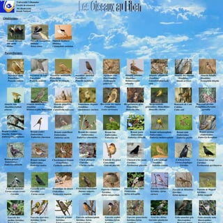 Université Libanaise
              Faculté de sciences-2
              M1-Biodiversité
              Joseph Nakhoul


 Otidiformes:




    Grande outarde            Outarde canepetière    Outarde houbara
    Otis tarda                Otididae               Otididae;
    Otidae                    Tetrax tetrax          Chlamydotis undulata


  Passériformes:




     Accenteur alpin         Accenteur de rade     Accenteur montanelle     Accenteur mouchet         Agrobate roux          Alouette calandre         Alouette calandrelle       Alouette des champs         Alouette bilophe
     Prunellidae;            Prunellidae           Prunellidae              Prunellidés               Muscicapidae;          Alaudidae;                Alaudidae;                    Alaudidae;               Alaudidae;
     Prunella collaris       Prunella ocularis     Prunella montanella      Prunella modularis        Erythropygia           Melanocorypha             Calandrellabrachyda          Alauda arvensis           Eremophila bilopha
                                                                                                      galactotes             calandra                  ctyla




  Alouette lulu           Alouette monticole       Alouette pispolette        Ammemane élégante -Bec-croisé des sapins      -Bergeronnette grise        Bergeronnette             Bouscarle de Cetti      Bouvreuil pivoine
  Alaudidae;Lullula       Alaudidae                Alaudidae;                 Alaudidae;            Fringillidae;              Motacillidae;        printanière; Motacillidae;    Cettidae;              Fringillidae;Pyrruhla
  arborea                 Melanocorypha bimaculata Calandrella rufescens      Ammomanes cinctura Loxia curvirostra            Motacilla alba           Motacilla cinerea          Cettia cetti                  pyrruhla




Bruant à calotte              Bruant cendré            Bruant cendrillard     Bruant des roseaux        Bruant fou                Bruant jaune          Bruant mélanocéphale         Bruant nain             Bruant ortolan
blanche; Emberizidae          Emberizidae;             Emberizidae;              Embérizidae;           Emberizidae;              Emberizidae           Emberizidae;                 Emberizidae;            -Embérizidae;
Emberiza leucocephalos        Emberiza cineracea       Emberiza caesia       Emberiza schoeniclus       Emberiza cia            Emberiza citrinella     Emberiza melanocephala       Emberiza pusilla       Emberiza hortulana




  Bruant proyer               Bruant rustique       -Chardonneret élégant       Cincle plongeur       Cisticole des joncs      Chocard à bec jaune         Cochevis huppé          -Corbeau freux         Crave à bec rouge
  Embérizidae;                Emberizidae;              -Fringillidae;          Cinlcidae             Cisticolidae;            Corvidae;                   Alaudidae;              Corvus frugilegus      Corvidae;
  Emberiza citrinella         Emberiza rustica        Carduelis carduelis       Cinclus cinclus       Cisticola juncidis       Pyrrhocorax graculus        Galerida cristata           Corvidae           Pyrrhocorax pyrrhocorax




    Cornelle mantelée         Corneille noire        Dromoïque du désert    -Etourneau sansonnet     Fauvette à lunettes    Fauvette à tête noire        Fauvette babillarde     Fauvette de Ménétries    Fauvette de Rüppell
   Corvus corone cornix       Corvidae;              Cisticolidae;             Sturnus vulgaris;     Sylviidae;             Embérizidae                  Sylviidae; Sylvia       Sylviidae;               Sylviidae;
        Corvidae              Corvus corone          Scotocerca inquieta           corvidae          Sylvia conspicillata   Sylvia atricapilla           curruca                 Sylvia mystacea          Sylvia rueppelli




     Fauvette des             Fauvette épervière        Fauvette grisette   Fauvette mélanocéphale      Fauvette orphée        Fauvette passerinette -Geai des chênes              Gobe-mouches gris       Gobe-mouche nain
     jardins Sylviidae;       Sylviidae; Sylvia         Sylviidae;          Sylviidae; Sylvia           Sylviidae;Sylvia       Sylviidae;Sylvia     Garrulus glandarius             Muscicapidae;          Muscicapidae;
 