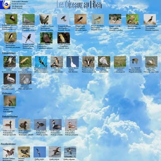 Université Libanaise
               Faculté de sciences-2
               M1-Biodiversité
               Joseph Nakhoul




 Tichodrome échelette                                                                                                               Traquet du désert
                              Tourterelle turque            Traquet de Chypre        Traquet de Finsch            Traquet deuil                          Traquet isabelle       Muscicapidae;             Traquet oreillard
 Tichodromidae;                                                                                                                     Muscicapidae
                              Colombidae;                   Muscicapidae             Muscicapidae ;               Muscicapidae;                          Muscicapidae           Oenanthe oenanthe         Muscicapidae;
 Tichodroma muraria                                                                                                                 Oenanthe deserti
                              Streptopelia decaocto         Oenanthe cypriaca        Oenanthe finschii            Oenanthe lugens                        Oenanthe isabellina                              Oenanthe hispanica




      Traquet pie              Traquet variable        Troglodyte mignon             -Verdier d’Europe
      Muscicapidae;            Oenanthe picata         Troglodytidae;                   Fringillidae;
      Oenanthe pleschanka      Muscicapidae.           Troglodytes troglodytes       Carduelis chloris


 Pélécaniformes:




    Bihoreau gris          Blongios nain          Cormoran pygmée           Crabier chevelu           Fou de Bassan       Grand Cormoran Héron garde-boeufs    Héron pourpré        Ibis falcinelle         Pélican blanc
       Ardéidae;             Ardéidae;            Phalacrocoracidae;           Ardéidae;              -Sulidae            Phalacrocoracidae;   Ardéidae;          Ardéidae;      Threskiornithidae;         Pélécanidae;
 Nycticorax nycticorax   Ixobrychus minutus       Microcarbo pygmeus        Ardeola ralloides         Sula Bassana        Phalacrocorax carbo Bubulcus ibis    Ardea purpurea    Plegadis falcinellus   Pelecanus onocrotalus




    Pélican frisé           Pélican gris
    Pélécanidae;            Pélécanidae;
 Pelecanus crispus       Pelecanus rufescens

 Piciformes:




  Torcol fourmilier
  -Picidae;
  Jynx torquilla


 Podicipédiformes:




  Grèbe à cou noir       Grèbe castagneux             Grèbe esclavon       Grèbe huppé            Grèbe jougris
  Podicipédidae;         Podicipédidae;               Podicipédidae;       Podicipédidae;         Podicipédidae;
  Podiceps nigricollis   Tachybaptus ruficollis       Podiceps auritus     Podiceps cristatus     Podiceps grisegena




Procellariiformes:




  Océanite culblanc      Océanite                 Puffin cendré          Puffin majeur          Puffin yelkouan
 