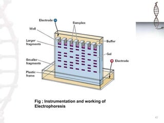 Fig ; Instrumentation and working of
Electrophoresis

                                       42
 