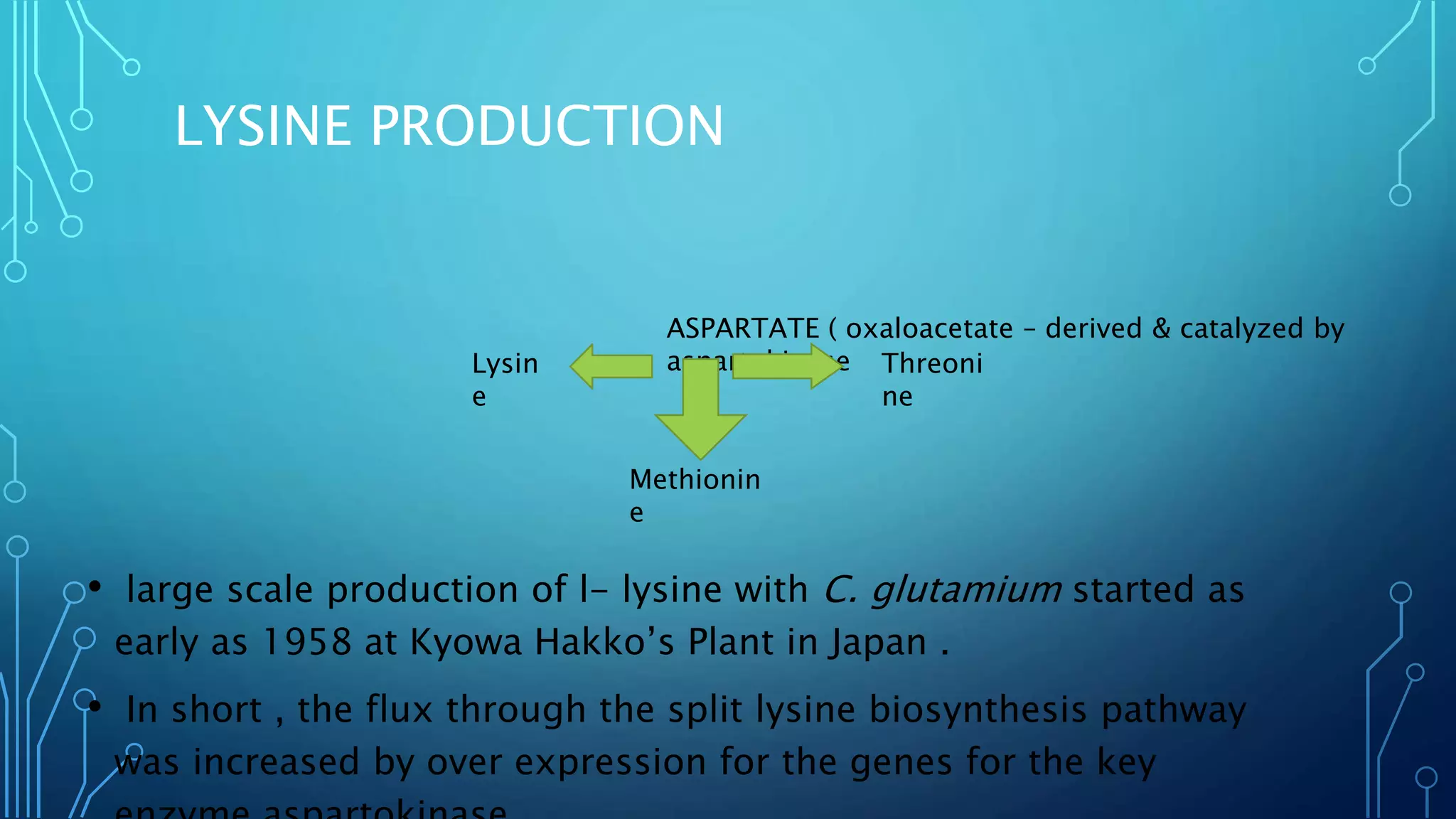 LYSINE PRODUCTION
• large scale production of l- lysine with C. glutamium started as
early as 1958 at Kyowa Hakko’s Plant in Japan .
• In short , the flux through the split lysine biosynthesis pathway
was increased by over expression for the genes for the key
ASPARTATE ( oxaloacetate – derived & catalyzed by
aspartokinaseLysin
e
Methionin
e
Threoni
ne
 