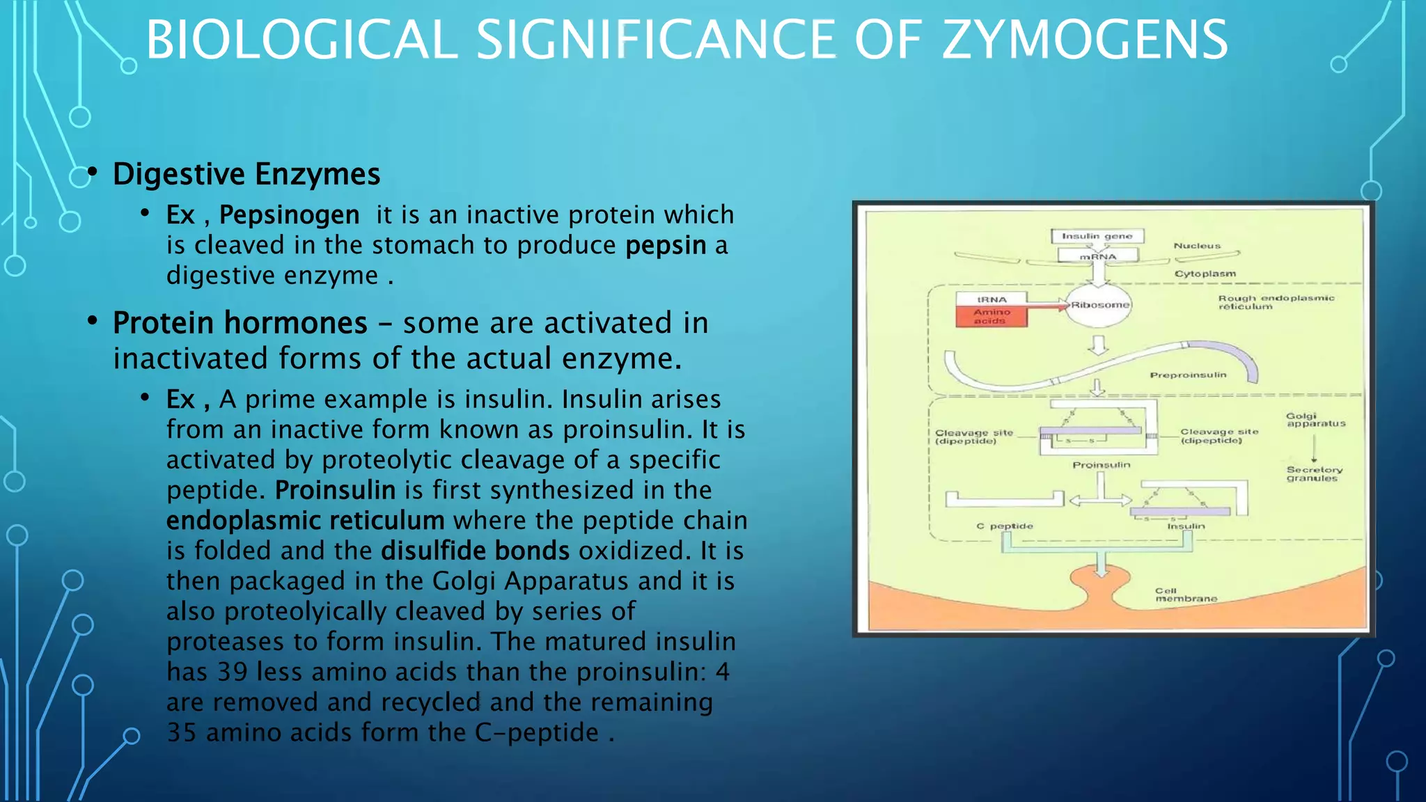 BIOLOGICAL SIGNIFICANCE OF ZYMOGENS
• Digestive Enzymes
• Ex , Pepsinogen it is an inactive protein which
is cleaved in the stomach to produce pepsin a
digestive enzyme .
• Protein hormones – some are activated in
inactivated forms of the actual enzyme.
• Ex , A prime example is insulin. Insulin arises
from an inactive form known as proinsulin. It is
activated by proteolytic cleavage of a specific
peptide. Proinsulin is first synthesized in the
endoplasmic reticulum where the peptide chain
is folded and the disulfide bonds oxidized. It is
then packaged in the Golgi Apparatus and it is
also proteolyically cleaved by series of
proteases to form insulin. The matured insulin
has 39 less amino acids than the proinsulin: 4
are removed and recycled and the remaining
35 amino acids form the C-peptide .
 