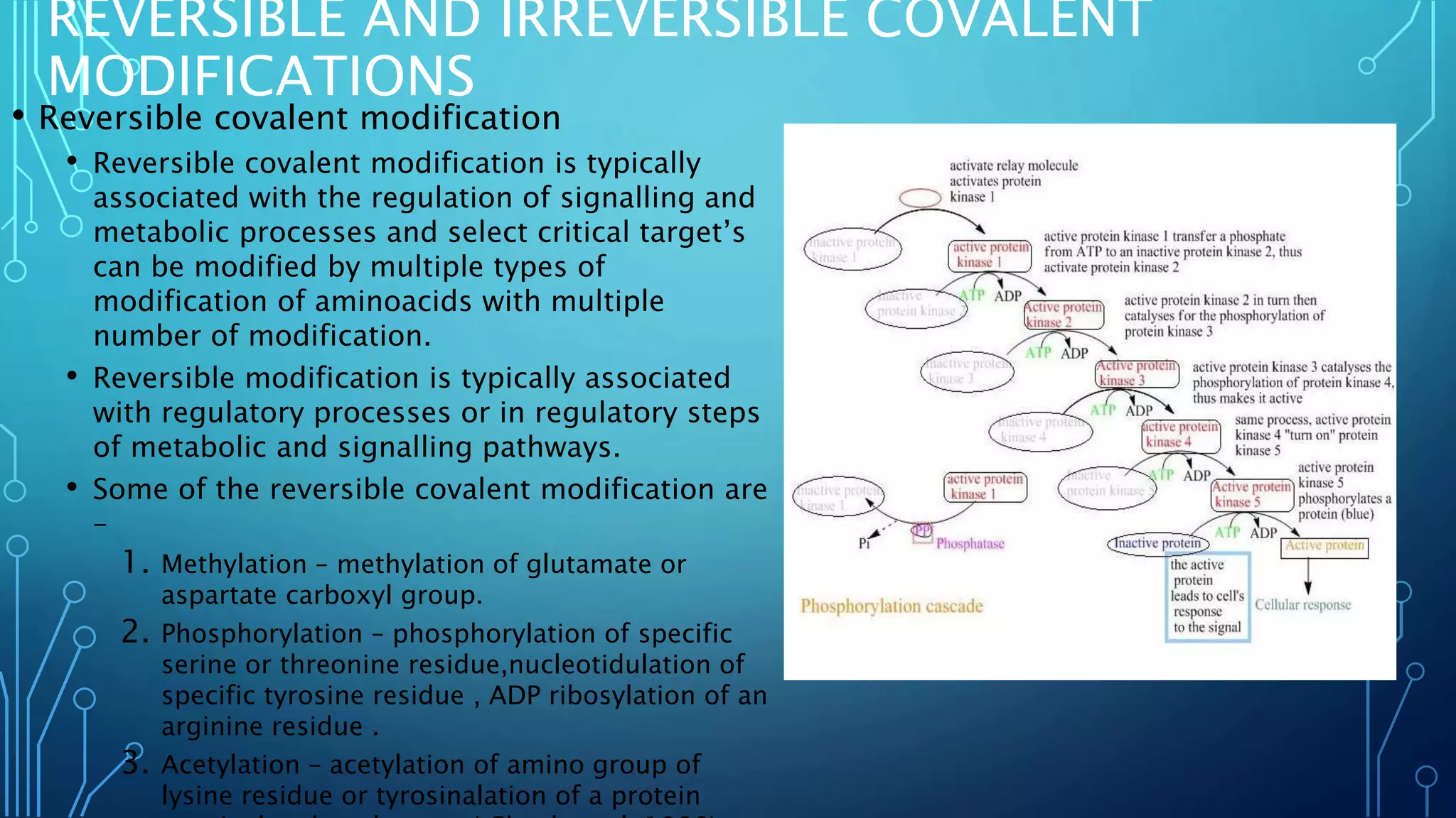 REVERSIBLE AND IRREVERSIBLE COVALENT
MODIFICATIONS
• Reversible covalent modification
• Reversible covalent modification is typically
associated with the regulation of signalling and
metabolic processes and select critical target’s
can be modified by multiple types of
modification of aminoacids with multiple
number of modification.
• Reversible modification is typically associated
with regulatory processes or in regulatory steps
of metabolic and signalling pathways.
• Some of the reversible covalent modification are
–
1. Methylation – methylation of glutamate or
aspartate carboxyl group.
2. Phosphorylation – phosphorylation of specific
serine or threonine residue,nucleotidulation of
specific tyrosine residue , ADP ribosylation of an
arginine residue .
3. Acetylation – acetylation of amino group of
lysine residue or tyrosinalation of a protein
 