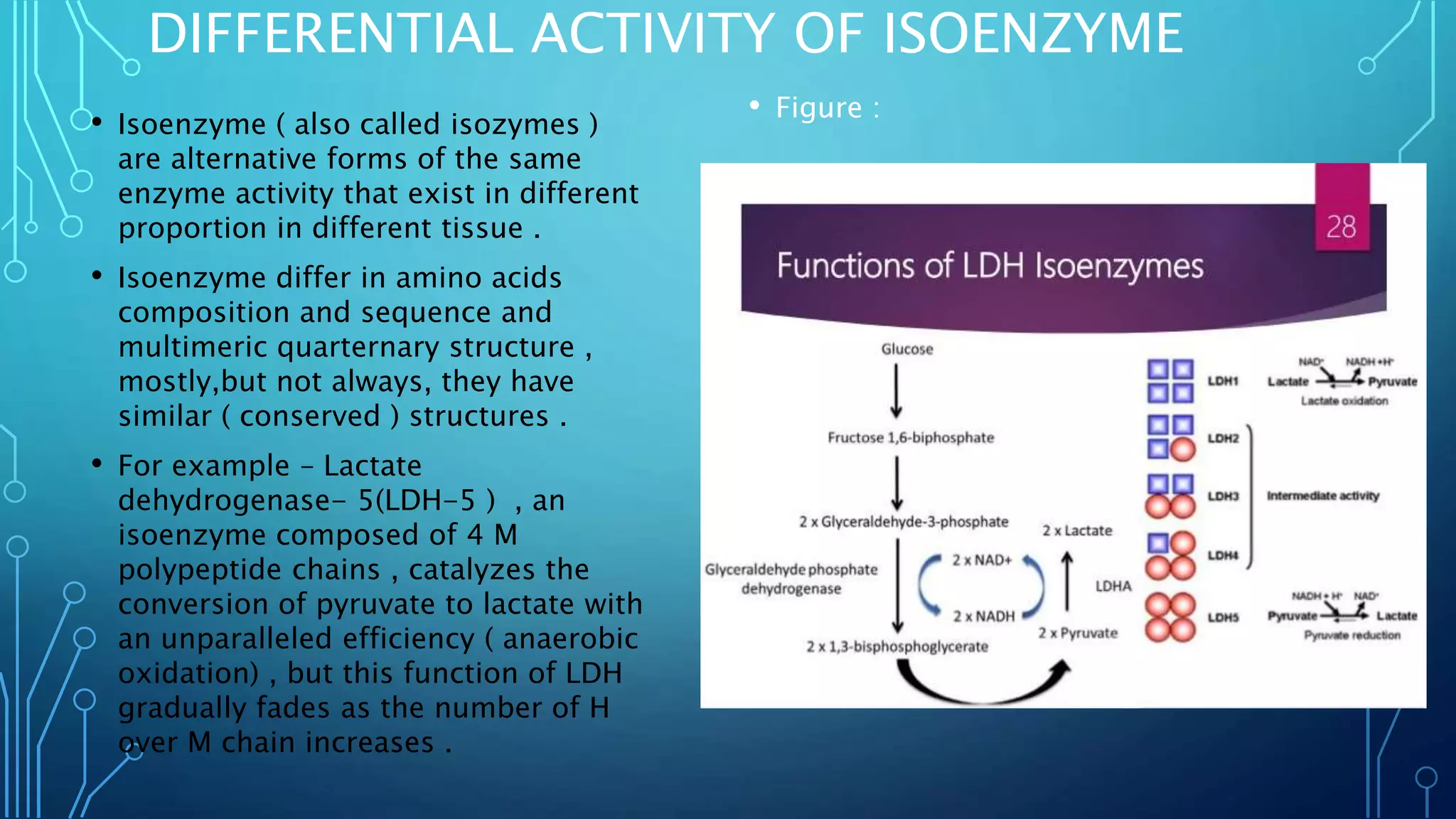DIFFERENTIAL ACTIVITY OF ISOENZYME
• Isoenzyme ( also called isozymes )
are alternative forms of the same
enzyme activity that exist in different
proportion in different tissue .
• Isoenzyme differ in amino acids
composition and sequence and
multimeric quarternary structure ,
mostly,but not always, they have
similar ( conserved ) structures .
• For example – Lactate
dehydrogenase- 5(LDH-5 ) , an
isoenzyme composed of 4 M
polypeptide chains , catalyzes the
conversion of pyruvate to lactate with
an unparalleled efficiency ( anaerobic
oxidation) , but this function of LDH
gradually fades as the number of H
over M chain increases .
• Figure :
 