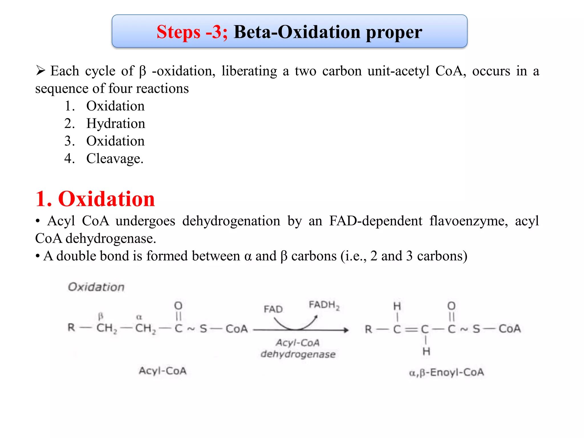 Beta oxidation of fatty acid | PDF
