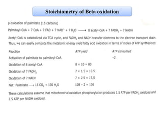 Beta oxidation of fatty acid | PDF