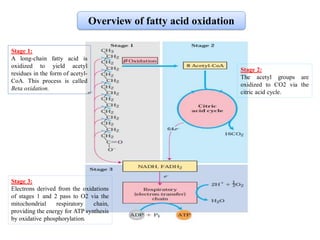 Beta oxidation of fatty acid | PDF
