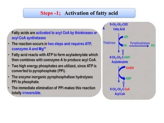 Beta oxidation of fatty acid | PDF