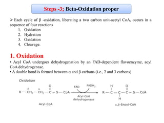 Beta oxidation of fatty acid | PDF