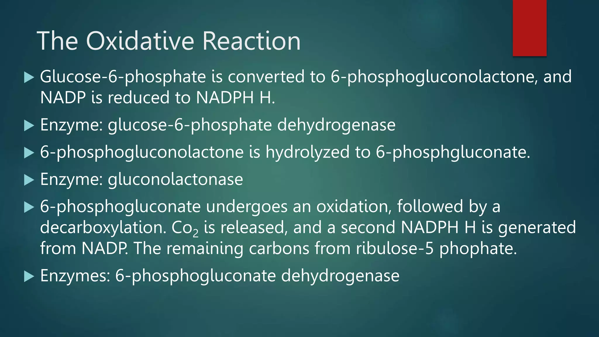 The Oxidative Reaction
Glucose-6-phosphate is converted to 6-phosphogluconolactone, and
NADP is reduced to NADPH H.
Enzyme: glucose-6-phosphate dehydrogenase
6-phosphogluconolactone is hydrolyzed to 6-phosphgluconate.
Enzyme: gluconolactonase
6-phosphogluconate undergoes an oxidation, followed by a
decarboxylation. Co2 is released, and a second NADPH H is generated
from NADP. The remaining carbons from ribulose-5 phophate.
Enzymes: 6-phosphogluconate dehydrogenase