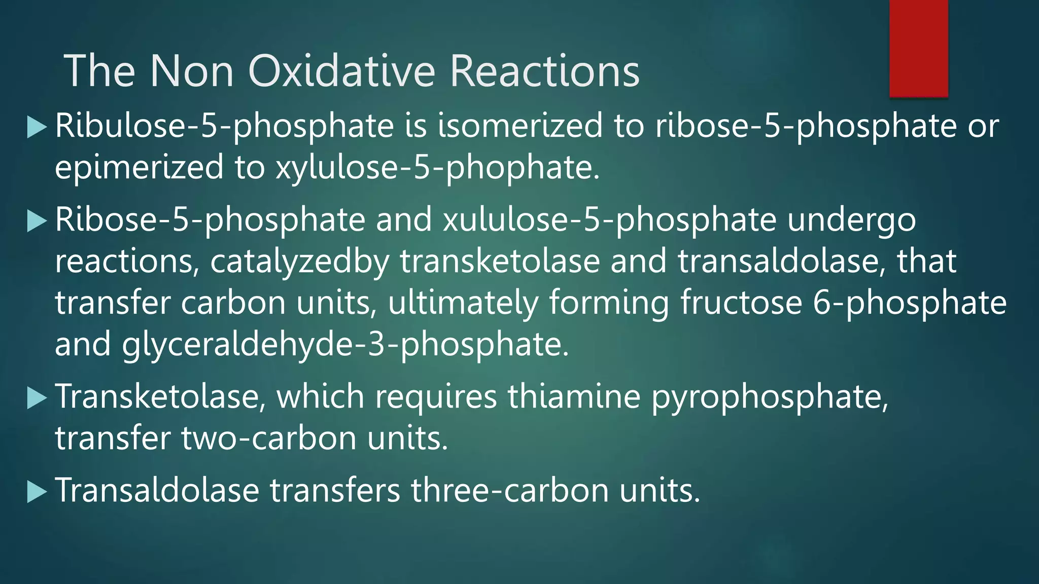 The Non Oxidative Reactions
Ribulose-5-phosphate is isomerized to ribose-5-phosphate or
epimerized to xylulose-5-phophate.
Ribose-5-phosphate and xululose-5-phosphate undergo
reactions, catalyzedby transketolase and transaldolase, that
transfer carbon units, ultimately forming fructose 6-phosphate
and glyceraldehyde-3-phosphate.
Transketolase, which requires thiamine pyrophosphate,
transfer two-carbon units.
Transaldolase transfers three-carbon units.